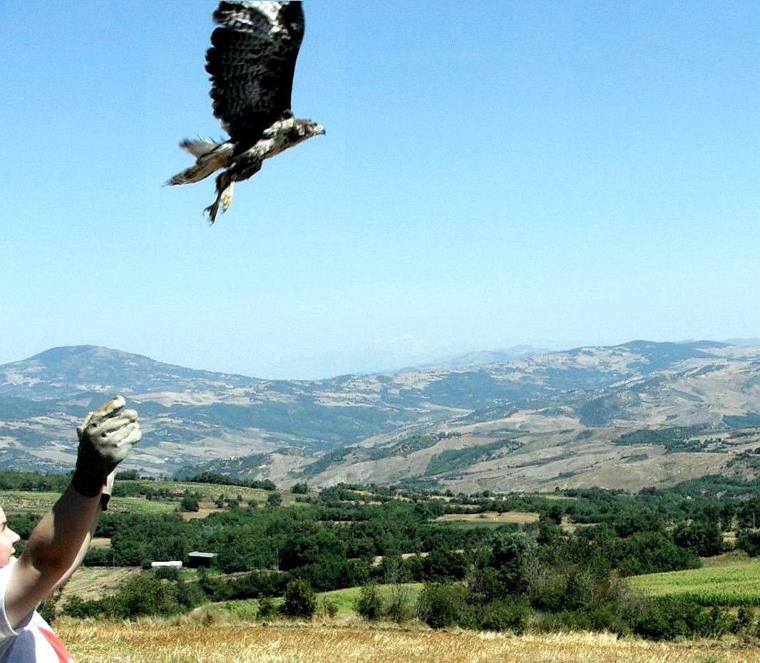 Liberazione Rapaci